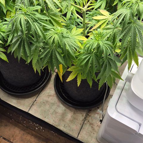 Royal Gorilla 2 growlog timeline photo