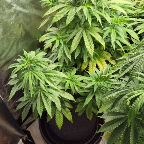 Wedding Gelato 2 growlog timeline photo