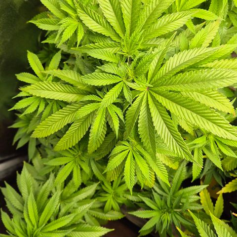 Wedding Gelato 2 growlog timeline photo