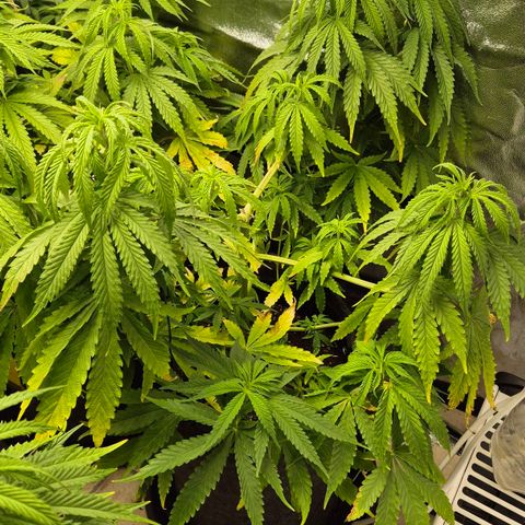 Royal Gorilla 1 growlog timeline photo
