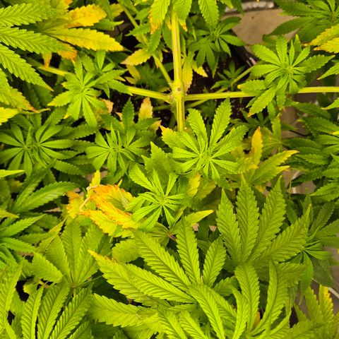 Royal Gorilla 1 growlog timeline photo