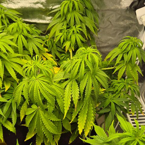 Royal Gorilla 1 growlog timeline photo