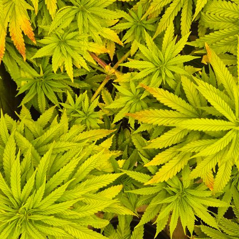 Wedding Gelato 1 growlog timeline photo