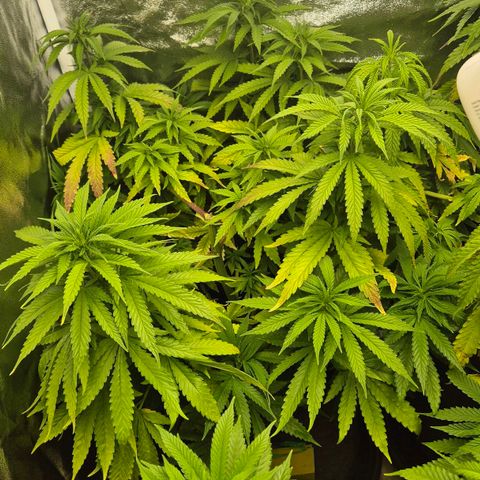 Wedding Gelato 1 growlog timeline photo