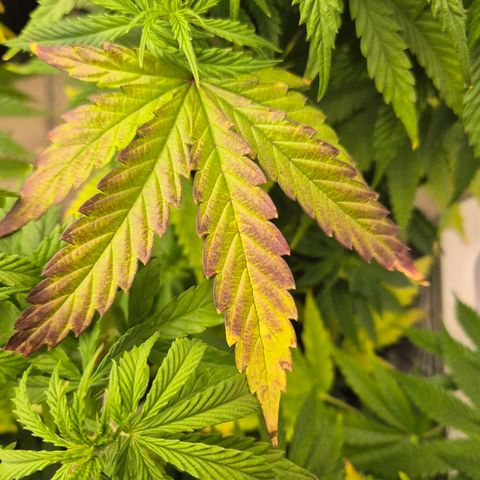 Royal Gorilla 2 growlog timeline photo