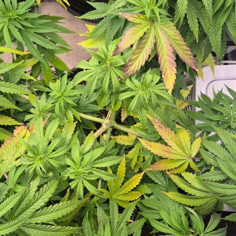 Royal Gorilla 2 growlog timeline photo