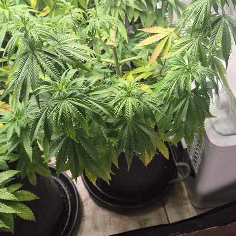 Royal Gorilla 2 growlog timeline photo