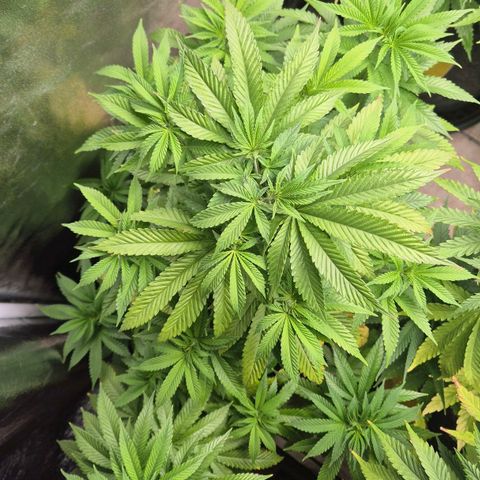 Wedding Gelato 2 growlog timeline photo