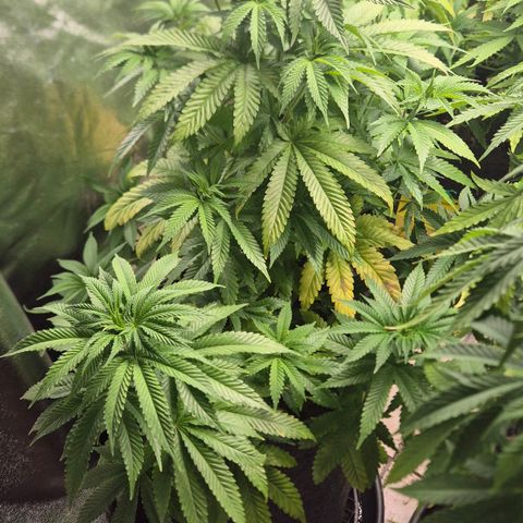 Wedding Gelato 2 growlog timeline photo