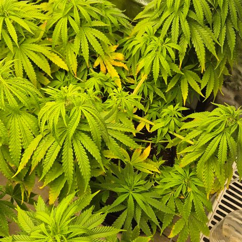 Royal Gorilla 1 growlog timeline photo