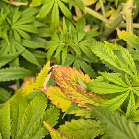 Royal Gorilla 1 growlog timeline photo