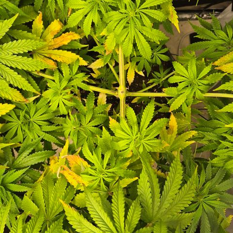 Royal Gorilla 1 growlog timeline photo