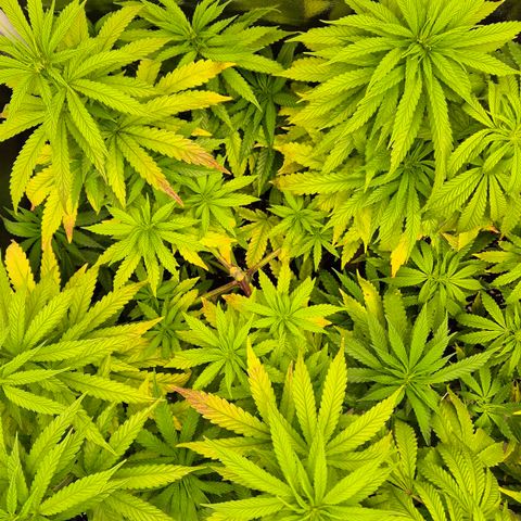 Wedding Gelato 1 growlog timeline photo