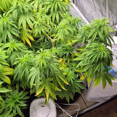 Royal Gorilla 2 growlog timeline photo