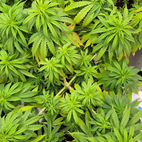 Royal Gorilla 2 growlog timeline photo
