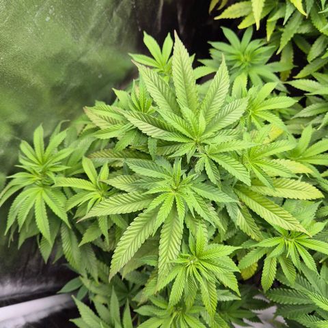 Wedding Gelato 2 growlog timeline photo