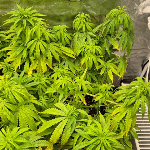 Royal Gorilla 1 growlog timeline photo