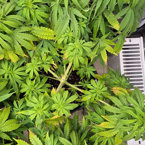 Royal Gorilla 1 growlog timeline photo