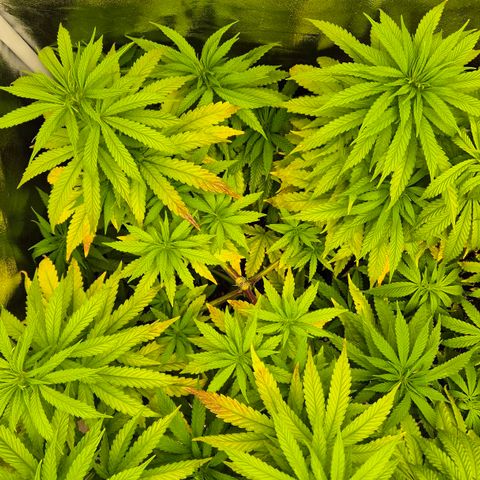 Wedding Gelato 1 growlog timeline photo