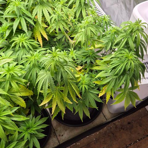 Royal Gorilla 2 growlog timeline photo