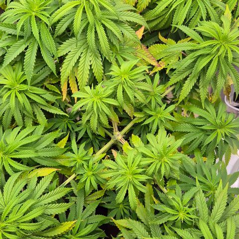 Royal Gorilla 2 growlog timeline photo
