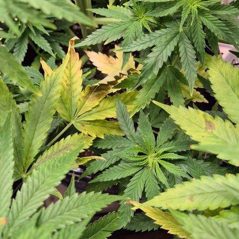 Royal Gorilla 2 growlog timeline photo