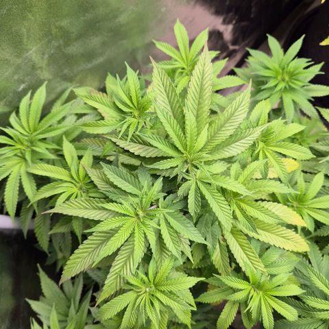 Wedding Gelato 2 growlog timeline photo