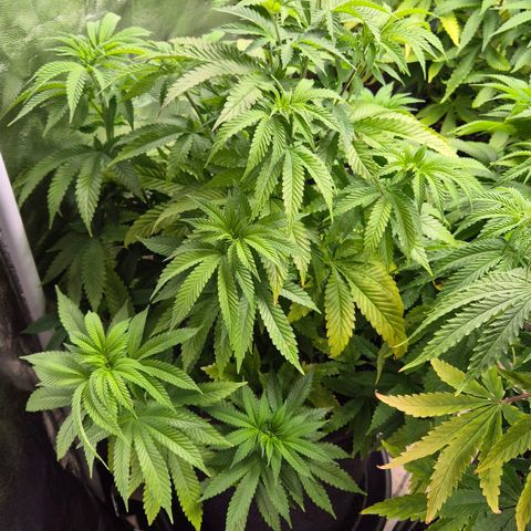 Wedding Gelato 2 growlog timeline photo