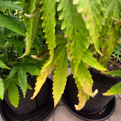 Royal Gorilla 1 growlog timeline photo