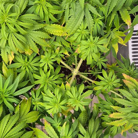 Royal Gorilla 1 growlog timeline photo