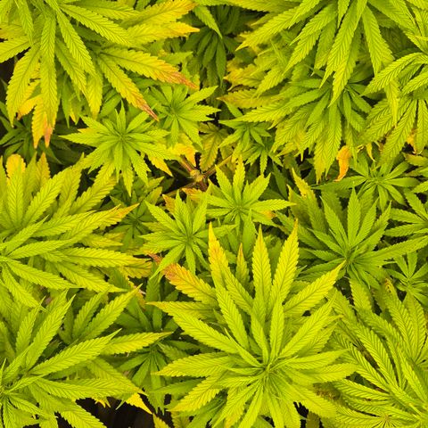Wedding Gelato 1 growlog timeline photo