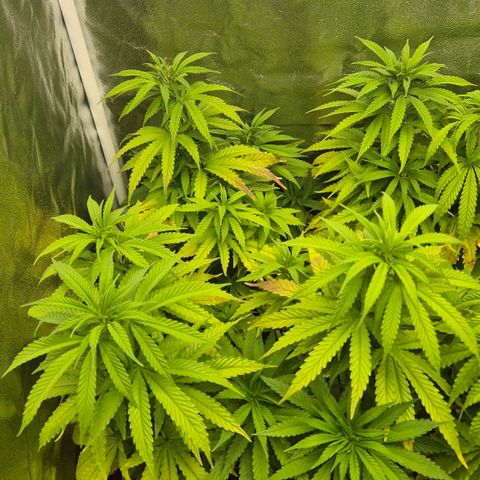 Wedding Gelato 1 growlog timeline photo