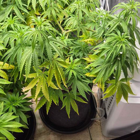 Royal Gorilla 2 growlog timeline photo