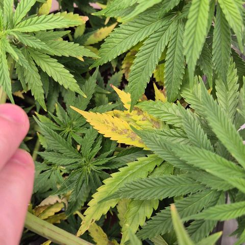 Royal Gorilla 2 growlog timeline photo