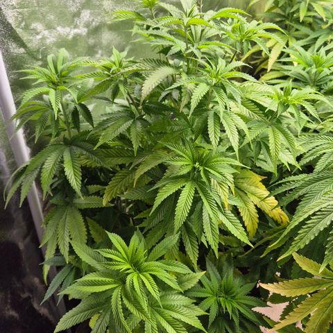 Wedding Gelato 2 growlog timeline photo