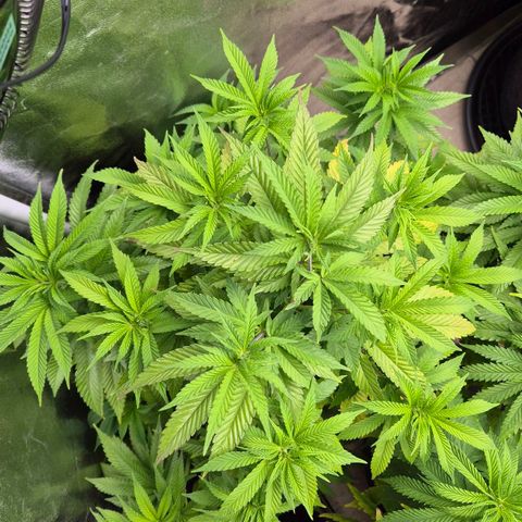 Wedding Gelato 2 growlog timeline photo