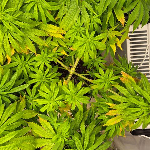 Royal Gorilla 1 growlog timeline photo