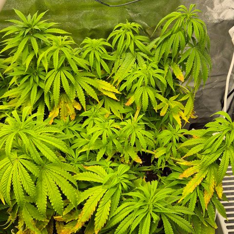 Royal Gorilla 1 growlog timeline photo
