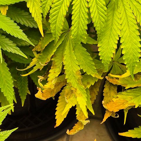 Royal Gorilla 1 growlog timeline photo