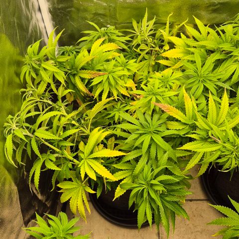 Wedding Gelato 1 growlog timeline photo