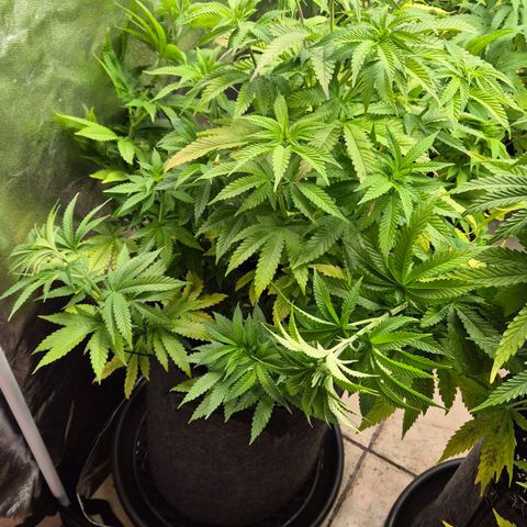Wedding Gelato 2 growlog timeline photo