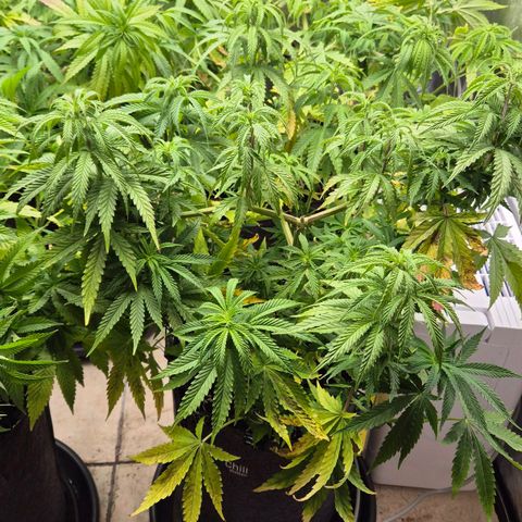 Royal Gorilla 1 growlog timeline photo