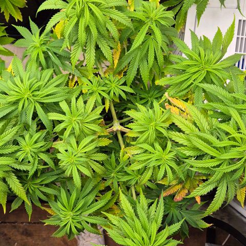 Royal Gorilla 1 growlog timeline photo