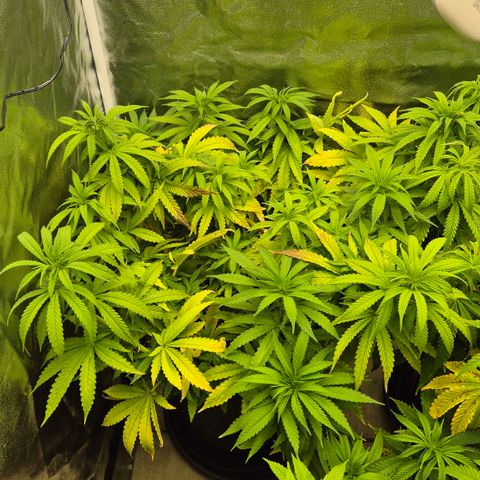 Wedding Gelato 1 growlog timeline photo