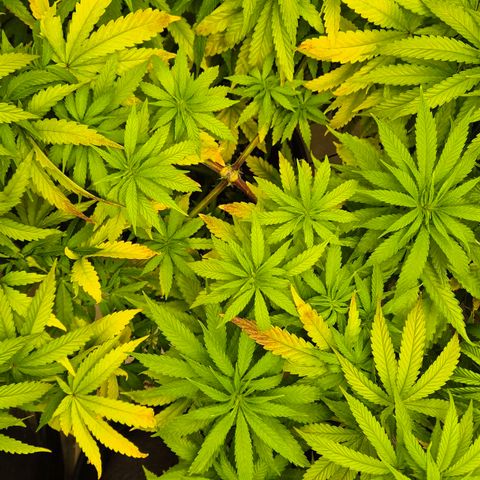 Wedding Gelato 1 growlog timeline photo