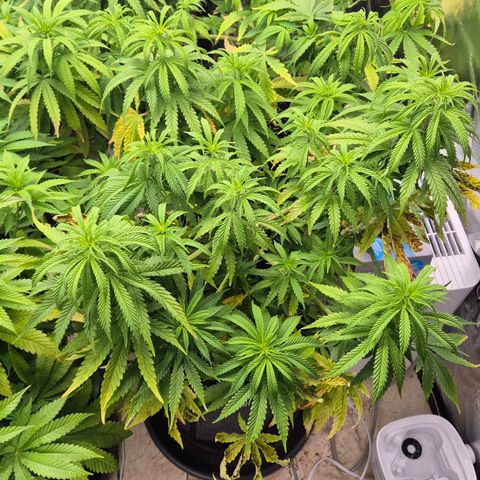 Royal Gorilla 2 growlog timeline photo