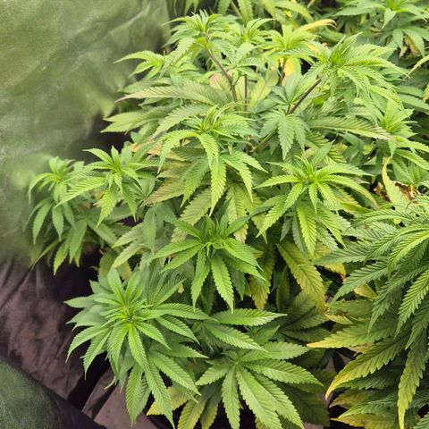 Wedding Gelato 2 growlog timeline photo