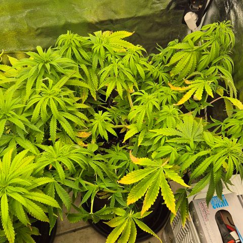 Royal Gorilla 1 growlog timeline photo
