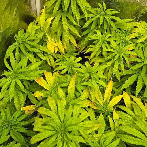 Wedding Gelato 1 growlog timeline photo