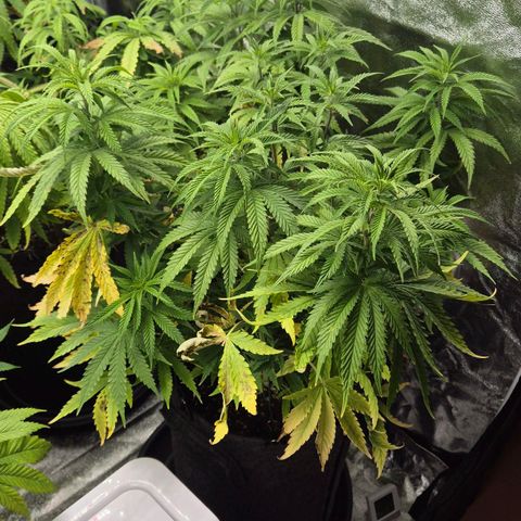 Royal Gorilla 2 growlog timeline photo